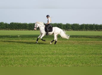 NRPS, Ruin, 5 Jaar, 154 cm, Cremello