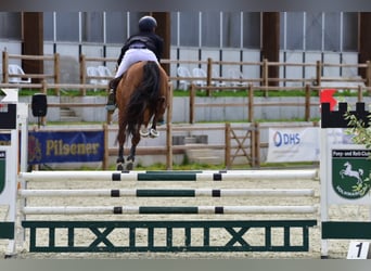 NRPS, Ruin, 5 Jaar, 156 cm, Bruin