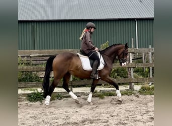 NRPS, Ruin, 5 Jaar, 160 cm, Bruin