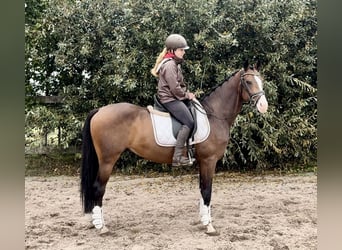 NRPS, Ruin, 5 Jaar, 160 cm, Donkerbruin