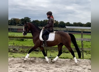 NRPS, Ruin, 5 Jaar, 160 cm, Donkerbruin
