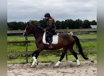 NRPS, Ruin, 5 Jaar, 160 cm, Donkerbruin