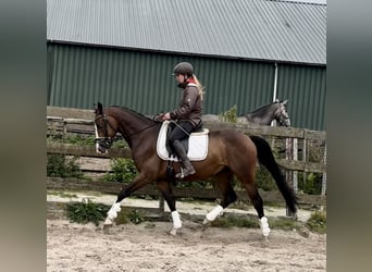 NRPS, Ruin, 5 Jaar, 160 cm, Donkerbruin