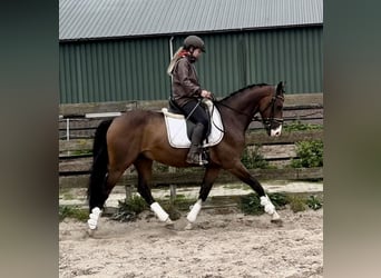NRPS, Ruin, 5 Jaar, 160 cm, Donkerbruin