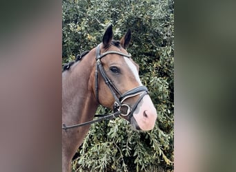 NRPS, Ruin, 5 Jaar, 160 cm, Donkerbruin