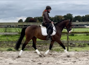 NRPS, Ruin, 5 Jaar, 160 cm, Donkerbruin