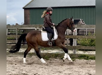 NRPS, Ruin, 5 Jaar, 160 cm, Donkerbruin