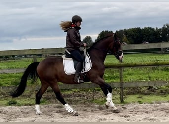 NRPS, Ruin, 5 Jaar, 160 cm, Donkerbruin