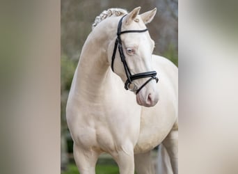 NRPS, Ruin, 6 Jaar, 143 cm, Palomino