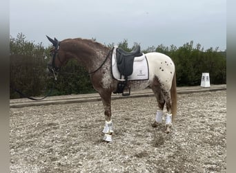 NRPS, Ruin, 6 Jaar, 152 cm, Appaloosa