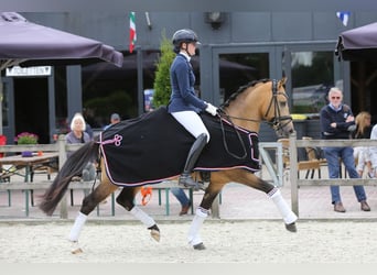NRPS, Ruin, 7 Jaar, 147 cm, Buckskin