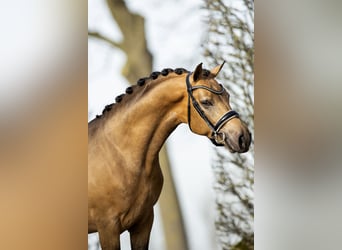 NRPS, Ruin, 7 Jaar, 147 cm, Buckskin