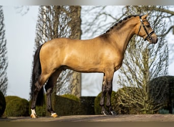 NRPS, Ruin, 7 Jaar, 147 cm, Buckskin