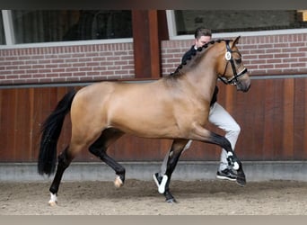 NRPS, Ruin, 7 Jaar, 147 cm, Buckskin