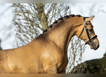 NRPS, Ruin, 7 Jaar, 147 cm, Buckskin