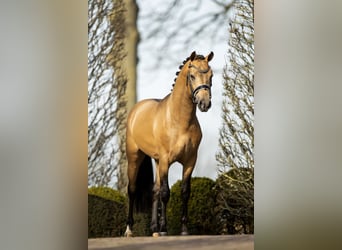 NRPS, Ruin, 7 Jaar, 147 cm, Buckskin