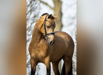 NRPS, Ruin, 7 Jaar, 147 cm, Buckskin