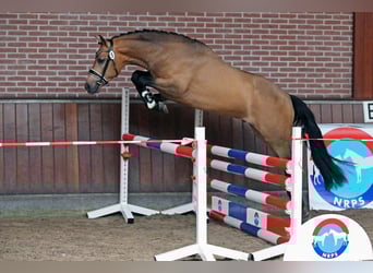 NRPS, Ruin, 7 Jaar, 147 cm, Buckskin