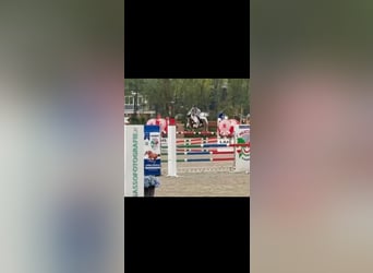 NRPS, Ruin, 7 Jaar, 147 cm, Gevlekt-paard
