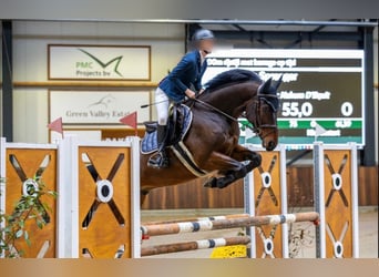 NRPS, Ruin, 7 Jaar, 162 cm, Donkerbruin