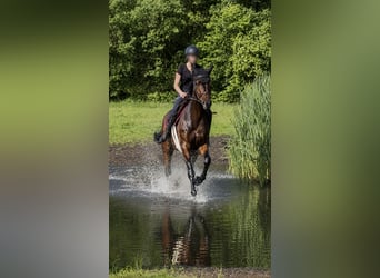 NRPS, Ruin, 7 Jaar, 162 cm, Donkerbruin
