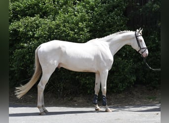 NRPS, Ruin, 7 Jaar, 168 cm, Cremello