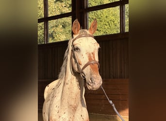 NRPS, Ruin, 7 Jaar, 175 cm, Appaloosa