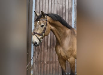 NRPS, Ruin, 8 Jaar, 177 cm, Buckskin