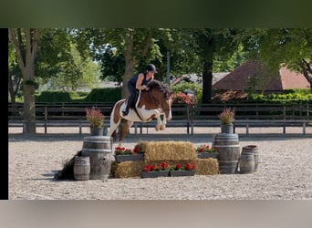NRPS, Ruin, 8 Jaar, Gevlekt-paard