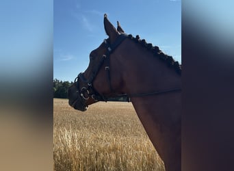 NRPS, Ruin, 9 Jaar, 147 cm, Bruin