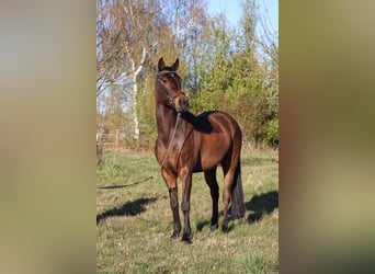 NRPS, Ruin, 9 Jaar, 148 cm, Bruin