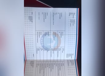 NRPS, Ruin, 9 Jaar, 168 cm, Donkerbruin