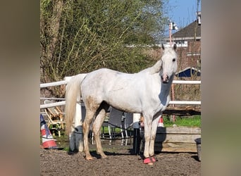 NRPS Mix, Stallion, 11 years, 14.2 hh, Grey