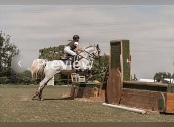 NRPS Mix, Stallion, 11 years, 14.2 hh, Grey