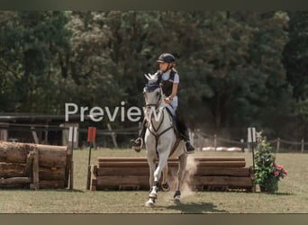 NRPS Mix, Stallion, 11 years, 14.2 hh, Grey