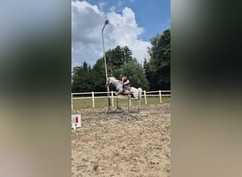 NRPS Mix, Stallion, 11 years, 14.2 hh, Grey