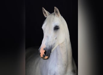 NRPS Mix, Stallion, 11 years, 14.2 hh, Grey