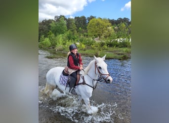 NRPS Mix, Stallion, 11 years, 14.2 hh, Grey