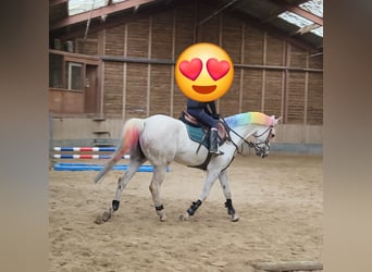 NRPS Mix, Stallion, 11 years, 14.2 hh, Grey