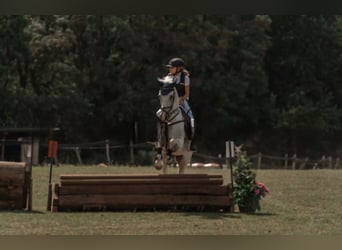 NRPS Mix, Stallion, 11 years, 14.2 hh, Grey