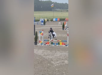 NRPS Mix, Stallion, 11 years, 14.2 hh, Grey