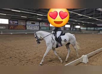 NRPS Mix, Stallion, 11 years, 14.2 hh, Grey