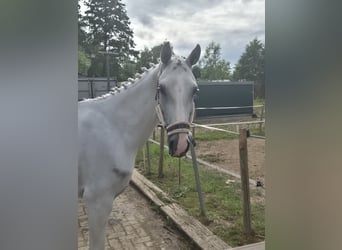 NRPS Mix, Stallion, 11 years, 14,2 hh, Grey