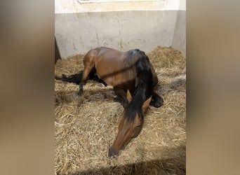NRPS, Stallion, 16 years, 17 hh, Brown
