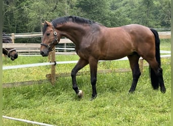 NRPS, Stallion, 16 years, 17 hh, Brown