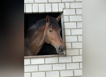 NRPS, Stallion, 16 years, 17 hh, Brown
