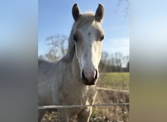 NRPS, Stallion, 1 year, 13,1 hh, Palomino