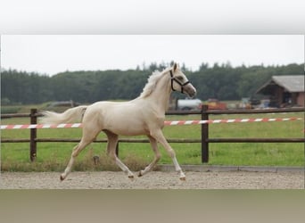 NRPS, Stallion, 1 year, 14,2 hh, Palomino