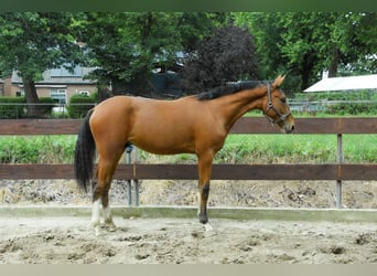 NRPS, Stallion, 1 year, 16.2 hh, Brown