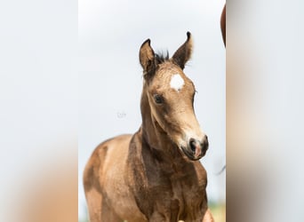 NRPS, Stallion, 1 year, 16 hh